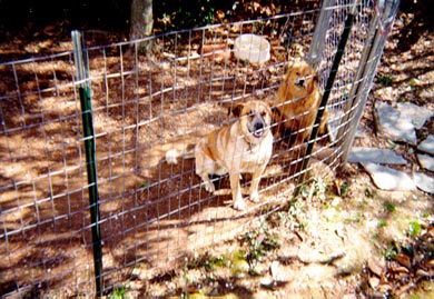 My two dogs Bufurt and Raleigh.